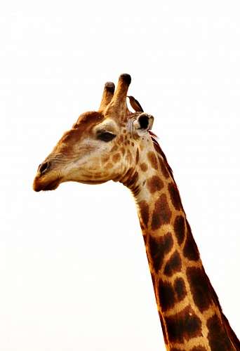 giraffe-eating-savannah Giraffe