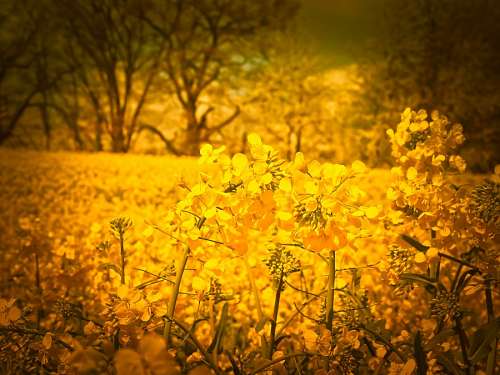 michael Yellow wild flowers