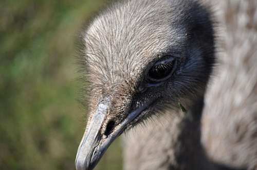 Ostrich