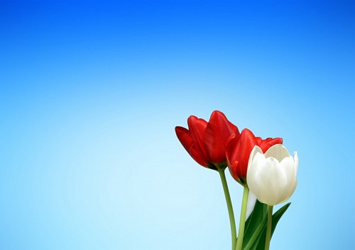 Red and white tulips