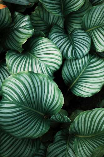 Tropical plant leaves background