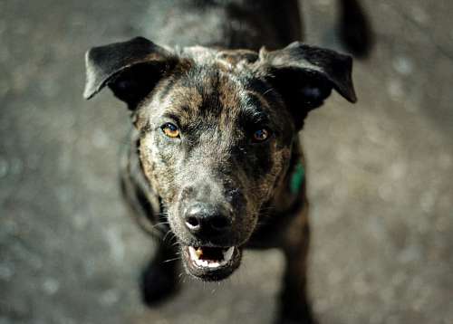 Black Dog