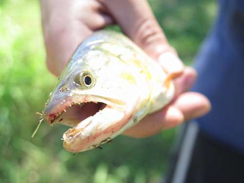 delta golden fish