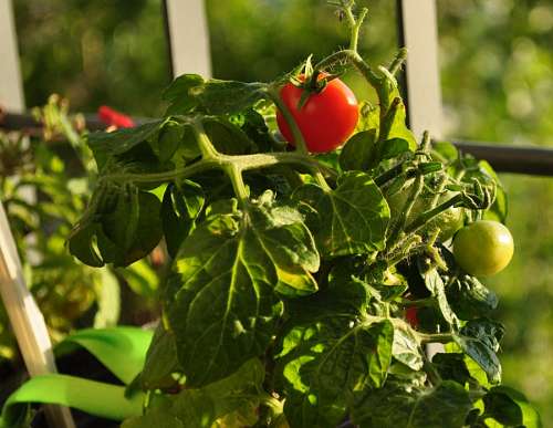 Cherry Tomatoe
