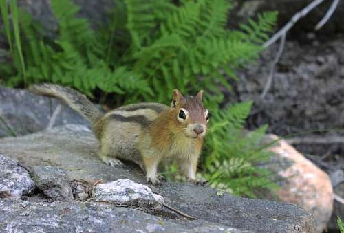squirrel-expression Squirrel