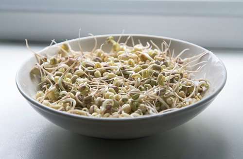 sprout Soy sprouts
