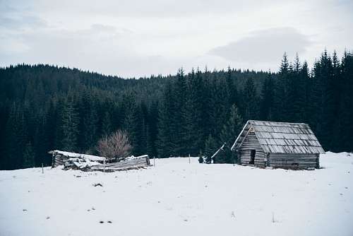 Snow forest cabin