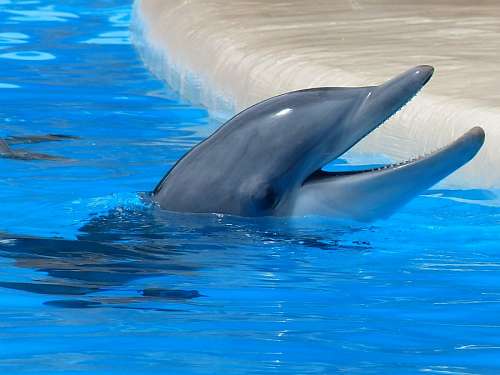 dolphin-fish dolphin
