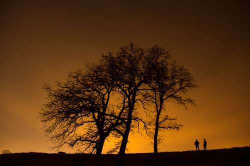 Sunset Tree