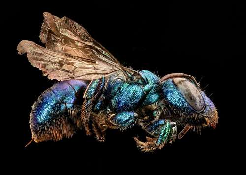 upside close-up of a fly with black studio background