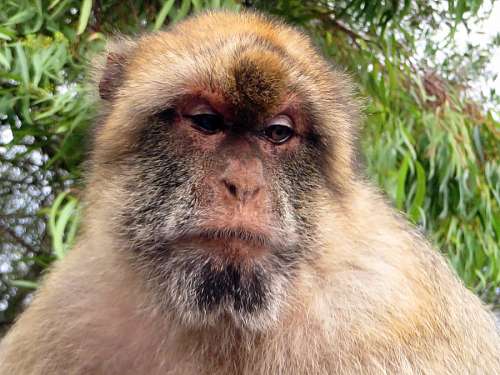 monkey-thinking 