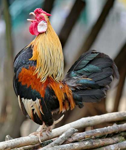 Rooster crowing in the foreground