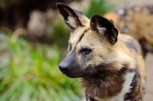 African wild dog