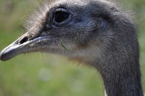 Ostrich
