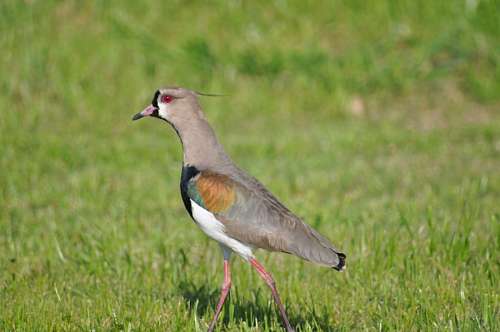 One Animal, Bird, Tero 
