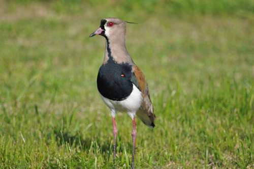 One Animal, Bird, Tero 