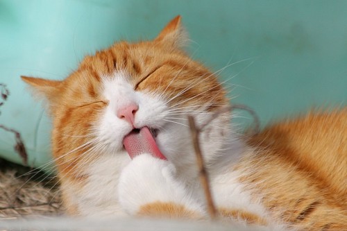 lamy Adorable cat licking his paw