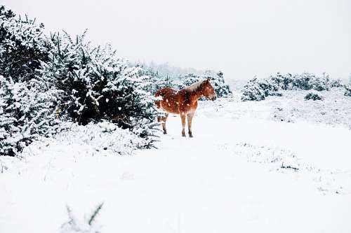 Horse in the snow