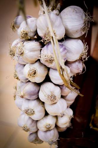 garlic