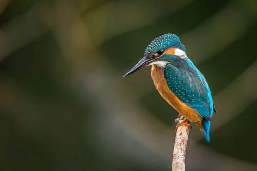 kingfisher kingfisher