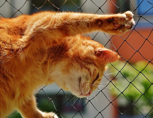 Naughty golden kitten climbing the fence