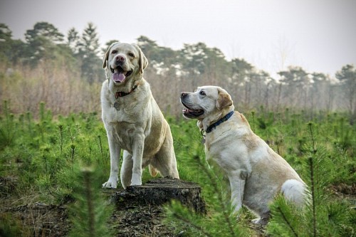 loving-couple Adult Labrador Retrievers in the Scrub
