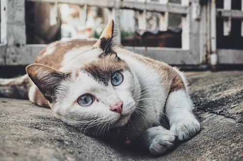 Beautiful blue eyed street cat