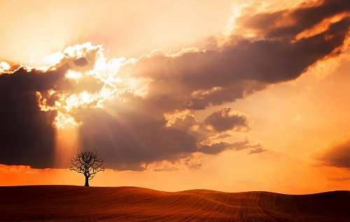 Lonely Tree