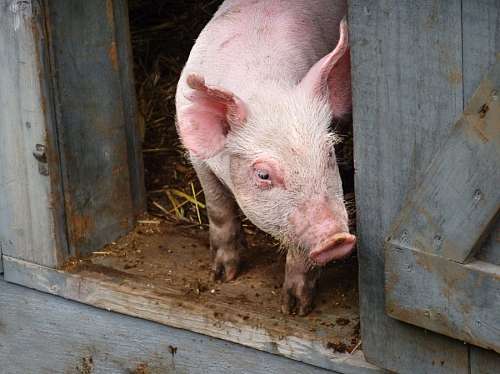 west Farm Pig