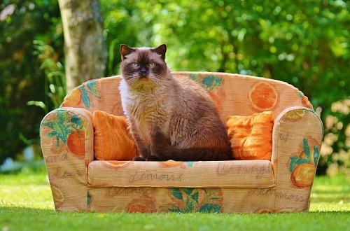 Feline posing on the couch