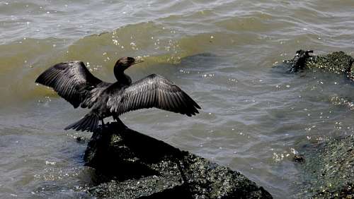 Ave, Rio de la Plata, Alas, pajaro