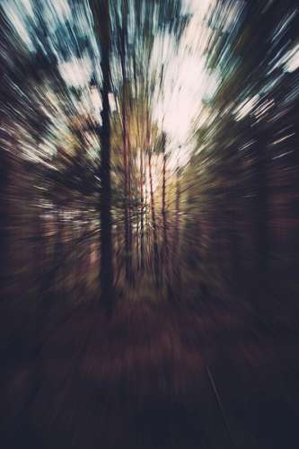 distorted Forest