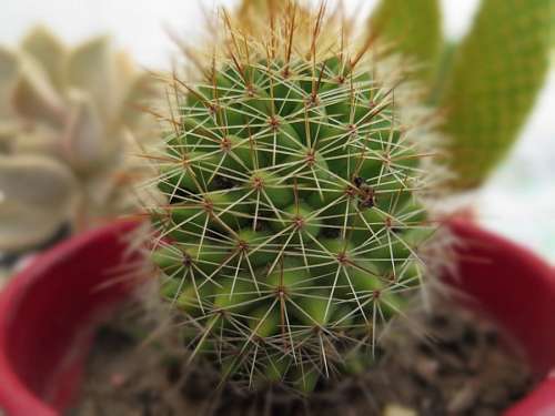 Cactus