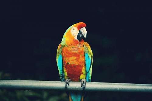 Portrait of a colorful macaw
