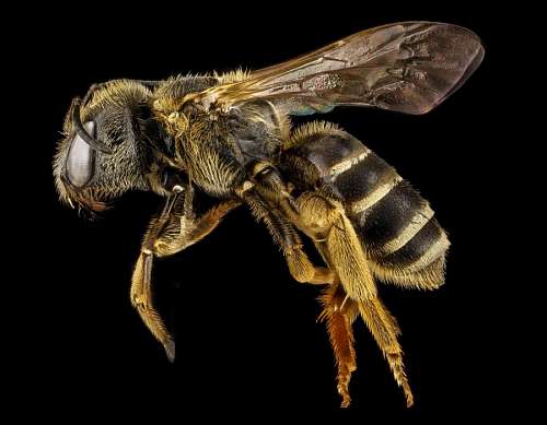 wasps bee