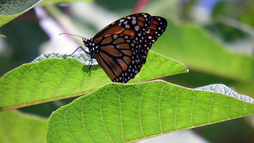 Mariposa, insecto, vuelo, capullo, primavera, hoja, verde
