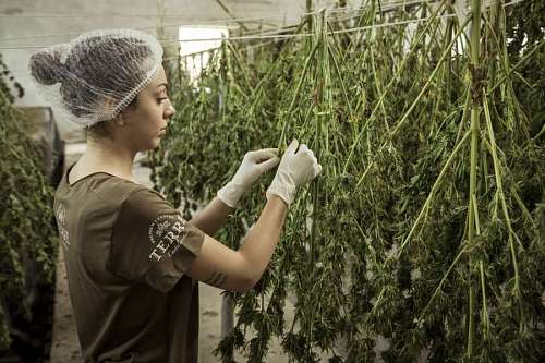 chemical Woman working in Cannabis production