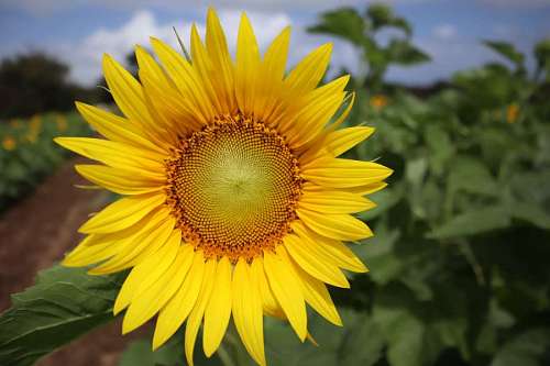 Close-up of a sunflower in a plantation