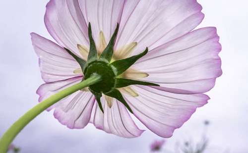 asteroid beautiful cosmos flower with a bright blue sky background