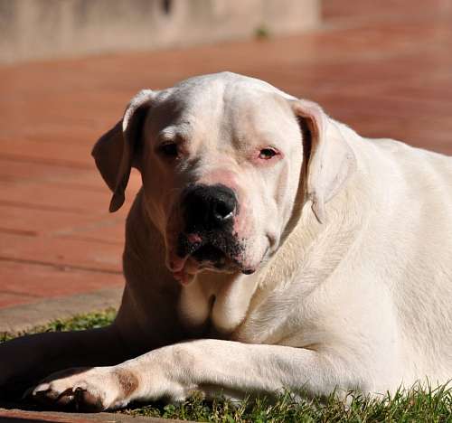 dogo 