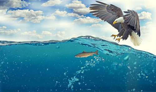 portrait of a bird of prey hunting a fish with a cloudy sky in the background