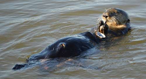 beaver otter