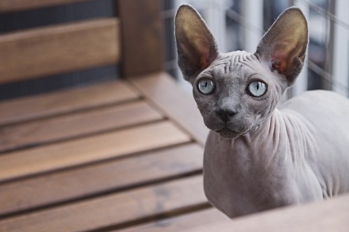  Egyptian Cat Sphynx with blue eyes