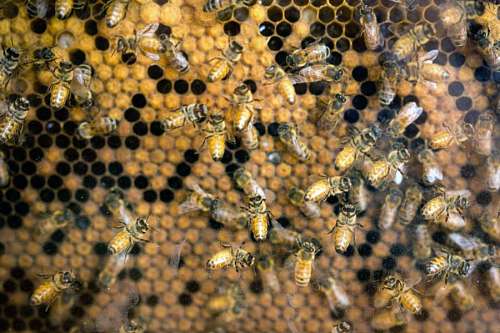 badge Honey producing bees in the hive