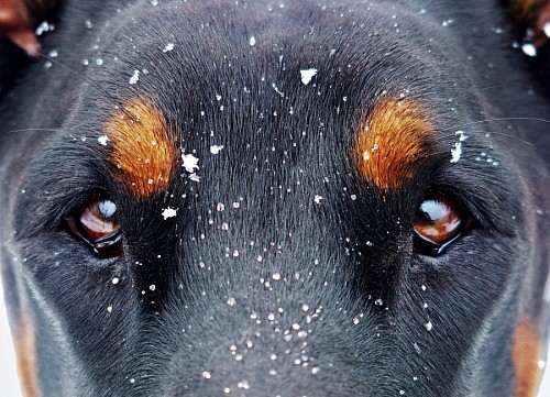 Beautiful canine look in the snow