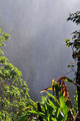 humidity Jungle