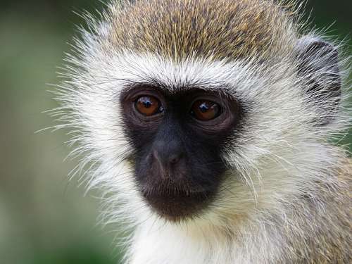 monkey-thinking Vervet Monkey