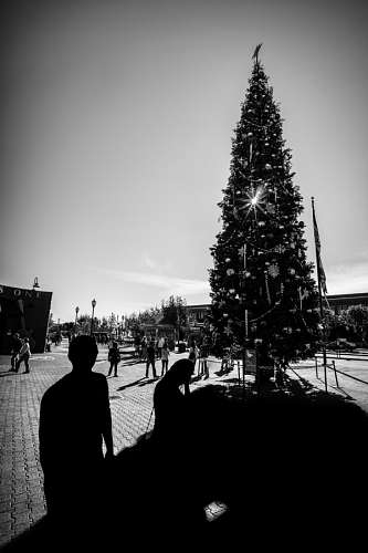 candid-moment Christmas Tree
