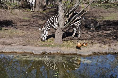 savannah-predator Zebra