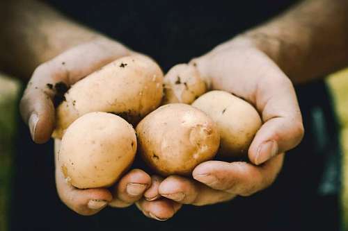 close-up of a person holding potatoes